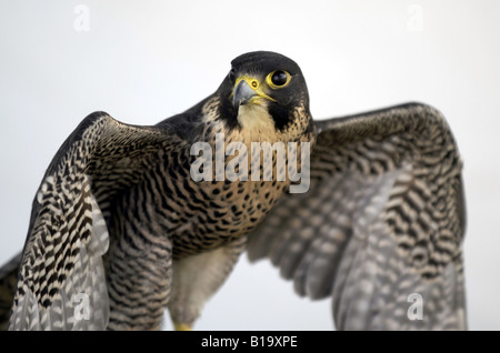 A Peregrine Falcon  - falco peregrinus - UK Birds of Prey Stock Photo