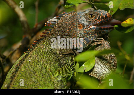 Green Iguana, sci.name: Iguana iguana, in Penonome, Cocle province, Republic of Panama. Stock Photo