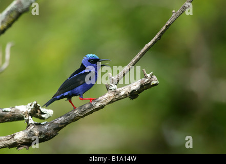 Red-legged Honeycreeper, Cyanerpes cyaneus, in Penonome in the Cocle province, Republic of Panama. Stock Photo