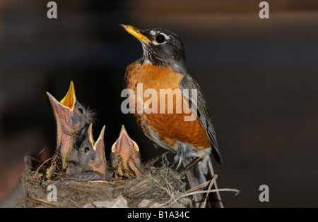 Mother American Robin watching over three chicks ready for more food in the nest Stock Photo