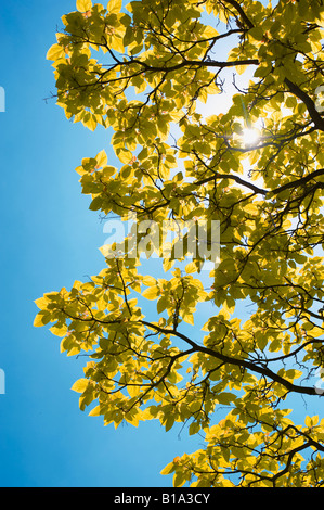 Tree leaves and branches backlit by bright summer sunshine against a blue sky Stock Photo