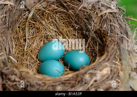 Three blue American Robin eggs lying in the bird nest in Spring Stock Photo