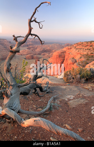 Dead tree on Hunt's Mesa in Monument Valley, Arizona Stock Photo