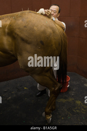 Veterinary inserts needles in a horse during an acupuncture therapy session at the Sha Tin Racecourse Stock Photo