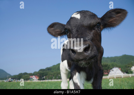 One calf standing Stock Photo