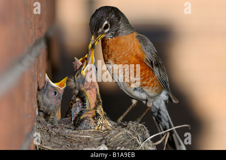 Father American Robin feeding worms to three young chicks in the nest on a brick wall Stock Photo
