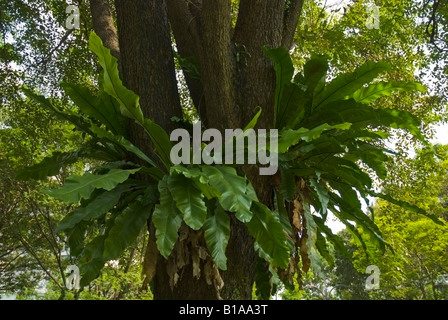 A bird's-nest fern, Asplenium nidus, growing on a tree in downtown  parkland, Singapore Stock Photo