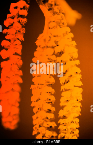 Abstract illustration of Catkins Stock Photo