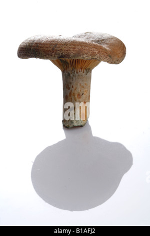 Niscalos lactarius deliciosus robellon rovello Stock Photo