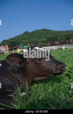 Cow lying on grass Stock Photo - Alamy