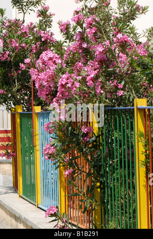 Pink flowered oleander bush Nerium oleander growing through multi coloured railings Crete Stock Photo