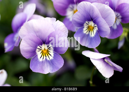 chrysanthemum  purple flower pafadosum pafudosum Stock Photo