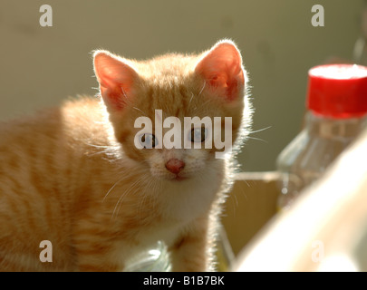 6 week old ginger farm kitten playing Stock Photo