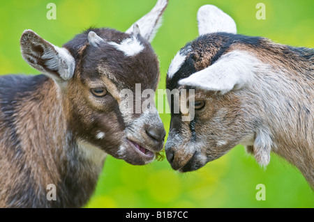 Four week old Pygmy Goats Kids Stock Photo