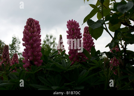 Lupin Stock Photo