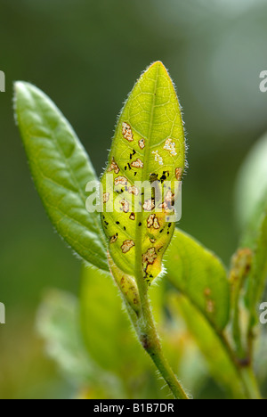 Viburnum beetle Pyrrhalta viburni larva and damage to viburnum foliage Stock Photo
