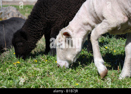 A white sheep and a black lamb eating grass Stock Photo