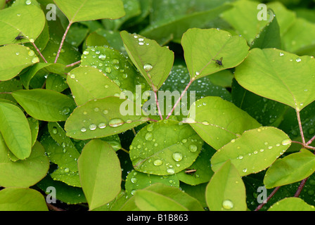 Chocolate vine Akebia quinata with rainwater droplets after early morning shower