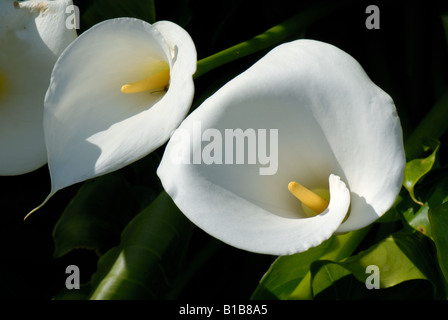 White flowers and pistil of an arum lily Zantedeschia aethiopica Stock Photo