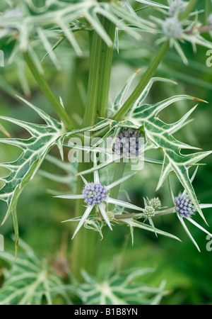 Eryngium variifolium Sea Holly Stock Photo