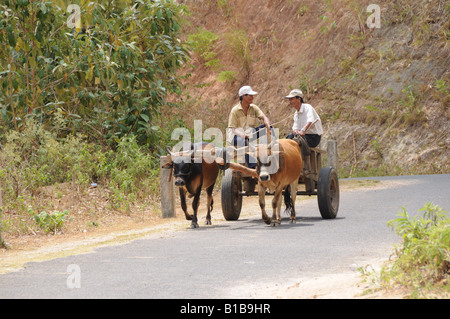 Two Vietnamese men sitting in a wooden cart drawn by oxen Central Highlands Vietnam Stock Photo