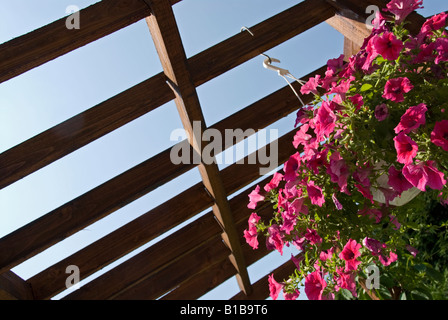 Stock photo of a hanging basket of pink Petunias hanging on a garden pagoda structure Stock Photo