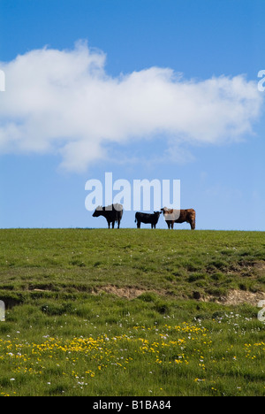 dh Beef Cattle ANIMALS UK Silhouette of Beef cows and calf hillside field Orkney scottish farm hill uk farming Stock Photo