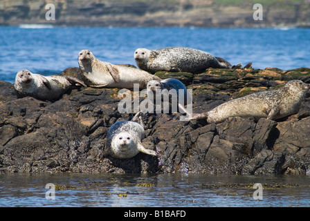 dh Phoca vitulina seal colony SEALS HARBOR SCOTLAND Common harbour seals basking on rocks Birsay Orkney rock marine wildlife uk