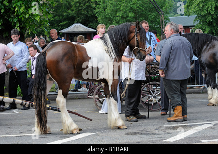 Gypsy traveller horse dealers at Appleby Horse Fair. Appleby-in-Westmorland, Cumbria, England, United Kingdom, Europe. Stock Photo