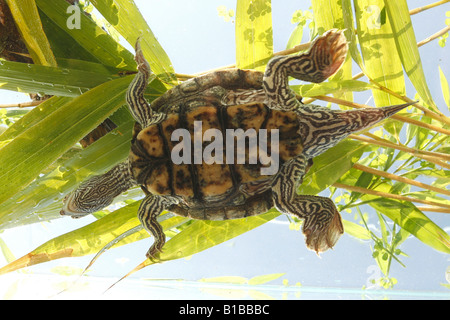 Mississippi Map Turtle / Graptemys pseudogeografica kohnii Stock Photo