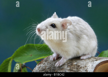 Roborovski Hamster (Phodopus roborovskii). Adult on alog Stock Photo
