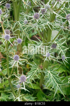 Eryngium variifolium Sea Holly Stock Photo