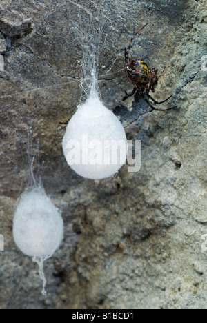 European Cave Spider (Meta menardi) adult and egg clusters Stock Photo