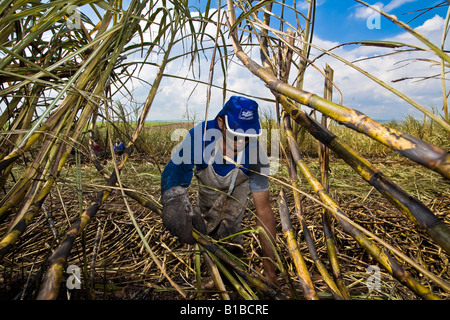 Sugarcane cutters Pederneiras city region Sao Paulo State Brazil Biofuel ethanol and sugar plant May 2008 Stock Photo