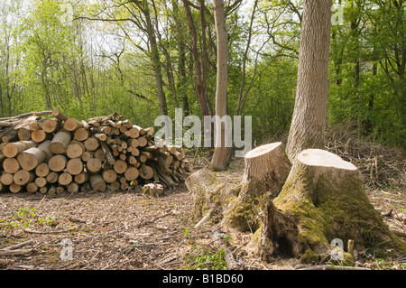 Cut ash tree logs fraxinus hi-res stock photography and images - Alamy