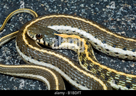 Western Black-necked Gartersnake (Thamnophis Cyrtopsis Cyrtopsis) From ...