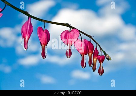 Dicentra spectabilis also known as Venus s car bleeding heart or lyre flower Stock Photo