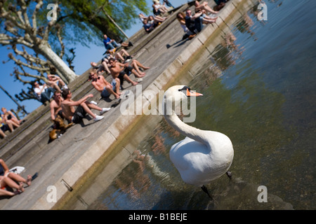 Germany, Baden-Württemberg, Konstanz, mute swan (Cygnus olor) and tourists Stock Photo