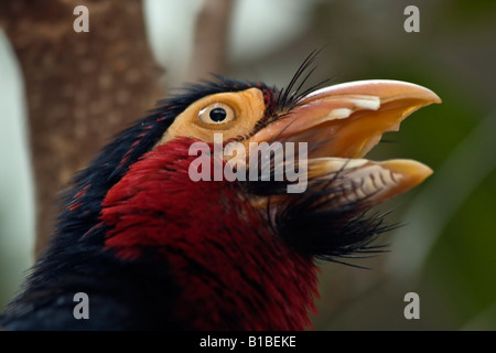 Bearded Barbet Lybius dubius head exotic a bird African in ZOO Toledo Ohio USA  watching close up fun birds nobody hi-res pictures Stock Photo