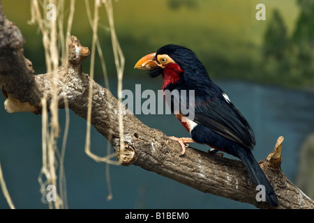 Exotic bird Bearded Barbet Lybius dubius in a ZOO Toledo Ohio in USA nobody watching close up  from above overhead fun birds pictures hi-res Stock Photo