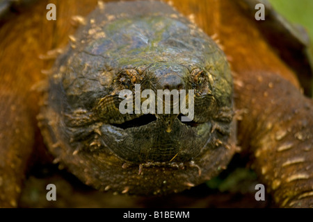 Alligator Snapping Turtle (Macroclemys temmincki) - Louisiana - USA Stock Photo