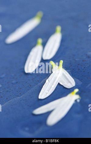 Blue daisy with dew drops Stock Photo - Alamy