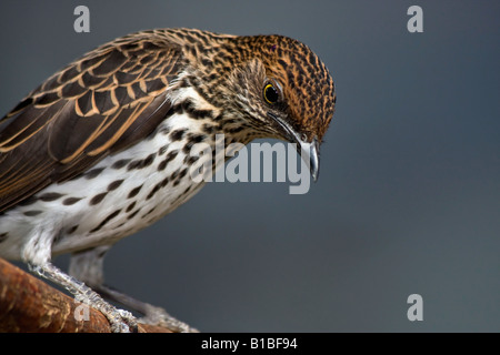 Exotic bird Amethyst Starling Cinnyricinclus leucogaster verreavi female sitting on a tree branch close up closeup portrait fun birds nobody hi-res Stock Photo