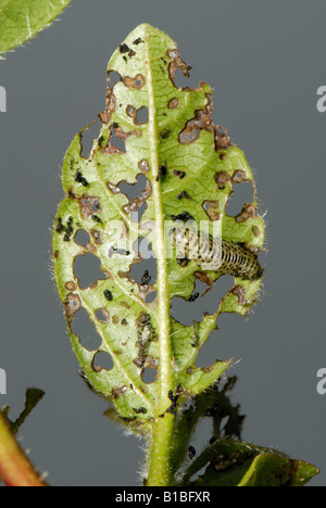 Viburnum beetle Pyrrhalta viburni larva and damage to viburnum foliage Stock Photo