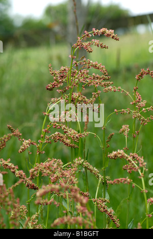 Common sorrel Rumex acetosa flowering plants in long grassland Stock Photo