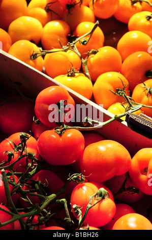 Colorful tomatoes for sale on farmer s market Stock Photo