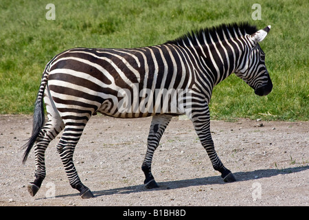 Single Zebra wild animal at ZOO Toledo Ohio OH pictures images photos photograph large high resolution horizontal in USA US hi-res Stock Photo
