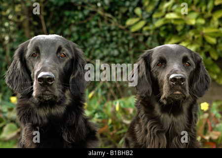 two Flat-Coated Retrievers - portrait Stock Photo