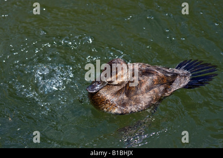 Ruddy Duck Oxyura jamaicensis duck female swimming on pond from above nobody  in ZOO Ohio in the waterscape hi-res Stock Photo