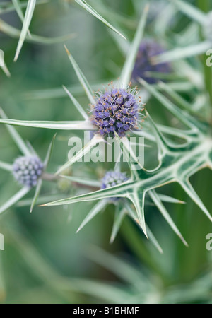 Eryngium variifolium Sea Holly Stock Photo